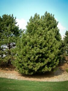 Сосна Чёрная (Pinus Nigra) купить по цене от 270.00р. в интернет-магазине «Посадика» с доставкой почтой в в Железноводске и по всей России – [изображение №1].