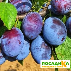 Слива Чачакская ранняя купить по цене от 229.00р. в интернет-магазине «Посадика» с доставкой почтой в в Железноводске и по всей России – [изображение №1].