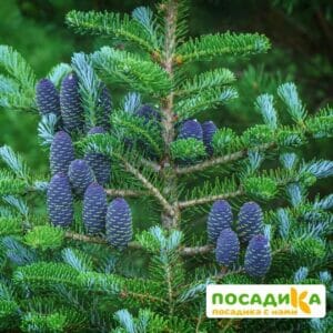 Пихта корейская (Abies koreana) купить по цене от 450.00р. в интернет-магазине «Посадика» с доставкой почтой в в Железноводске и по всей России – [изображение №1].