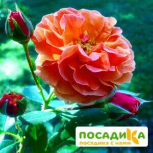 Роза Арабия купить по цене от 350.00р. в интернет-магазине «Посадика» с доставкой почтой в в Железноводске и по всей России – [изображение №1].