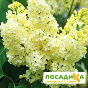 Сирень Примроуз (Primrose) купить по цене от 529.00р. в интернет-магазине «Посадика» с доставкой почтой в в Железноводске и по всей России – [изображение №1].