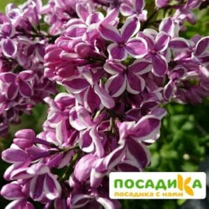 Сирень Сенсация купить по цене от 529.00р. в интернет-магазине «Посадика» с доставкой почтой в в Железноводске и по всей России – [изображение №1].