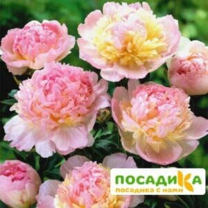 Пион Распберри Сандей (Paeonia Raspberry Sundae) купить по цене от 959р. в интернет-магазине «Посадика» с доставкой почтой в в Железноводске и по всей России – [изображение №1].