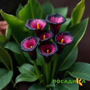 Калла Аура Лейс купить по цене от 400р. в интернет-магазине «Посадика» с доставкой почтой в в Железноводске и по всей России – [изображение №1].
