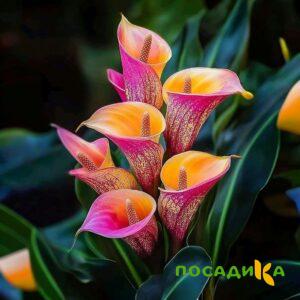 Калла Оникс купить по цене от 450р. в интернет-магазине «Посадика» с доставкой почтой в в Железноводске и по всей России – [изображение №1].
