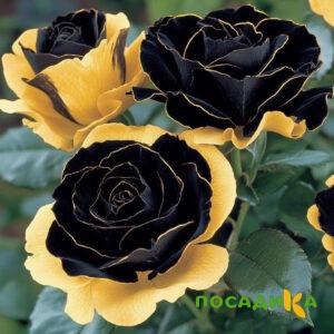 Роза Ханни Сикл купить по цене от 700р. в интернет-магазине «Посадика» с доставкой почтой в в Железноводске и по всей России – [изображение №1].
