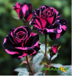 Роза Багровый Шепот купить по цене от 366р. в интернет-магазине «Посадика» с доставкой почтой в в Железноводске и по всей России – [изображение №1].