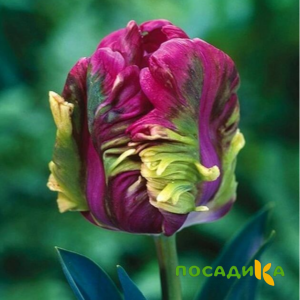 Тюльпан Экзотик Хэвен купить по цене от 186р. в интернет-магазине «Посадика» с доставкой почтой в в Железноводске и по всей России – [изображение №1].