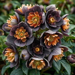 Морозник Блум Айс купить по цене от 499р. в интернет-магазине «Посадика» с доставкой почтой в в Железноводске и по всей России – [изображение №1].