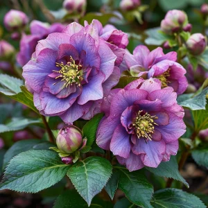 Морозник Айс Принцесс Чарм купить по цене от 650р. в интернет-магазине «Посадика» с доставкой почтой в в Железноводске и по всей России – [изображение №1].